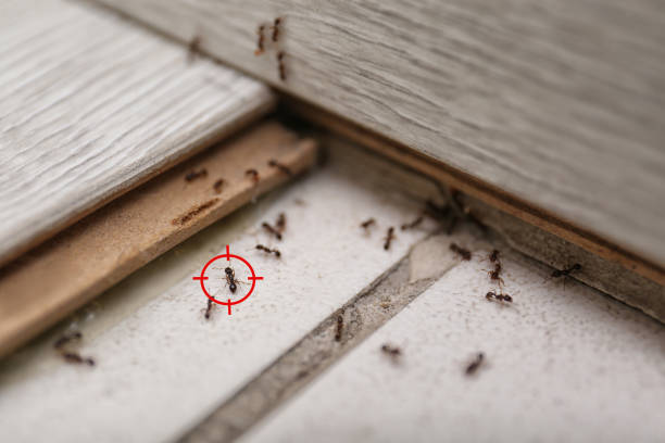 Best Termite Control Services  in West Wendover, NV