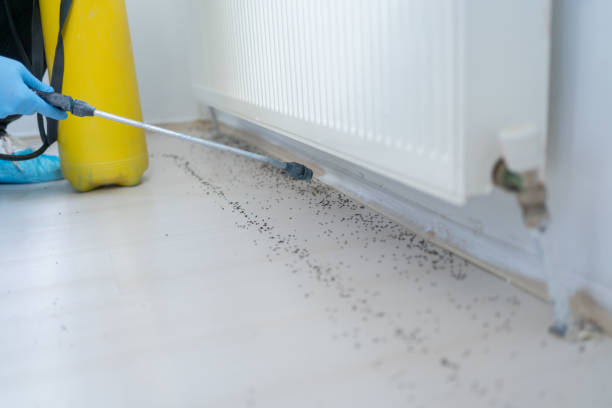 Best Wasp Removal Services  in West Wendover, NV